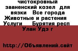 чистокровный зааненский козел  для вязки - Все города Животные и растения » Услуги   . Бурятия респ.,Улан-Удэ г.